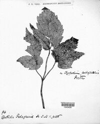 Mycosphaerella podagrariae image
